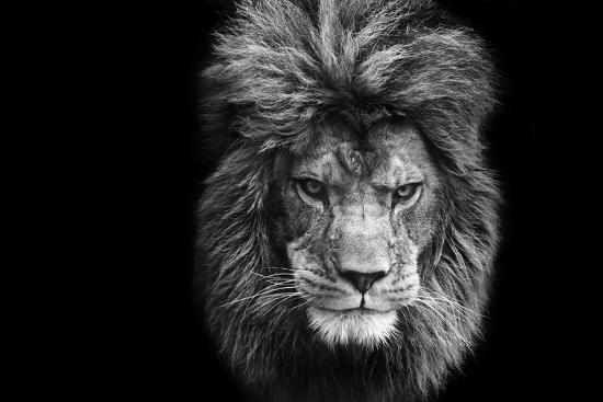 stunning-facial-portrait-of-male-lion-on-black-background-in-black-and-white_u-l-q1050sa0